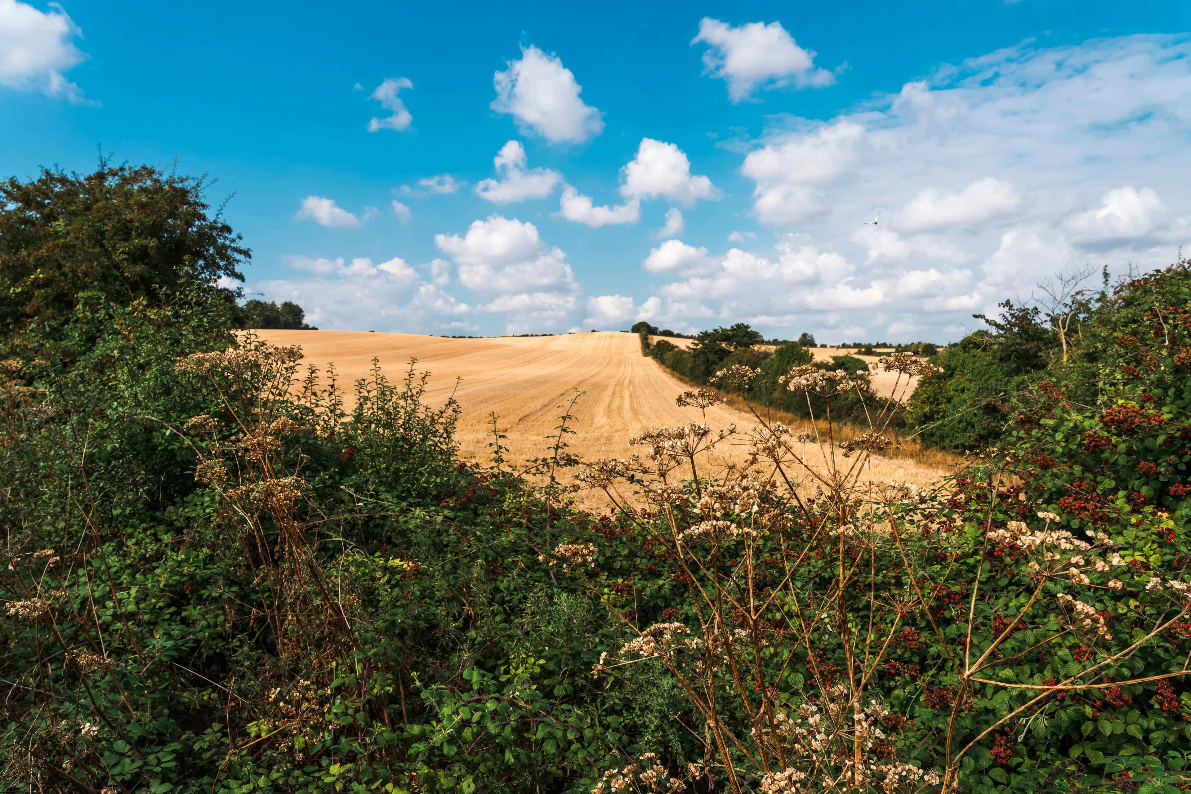 Hertfordshire