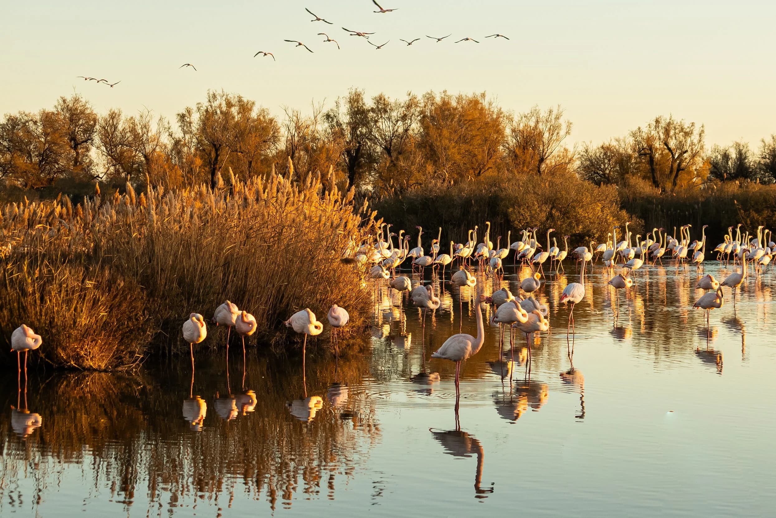 Camargue, France