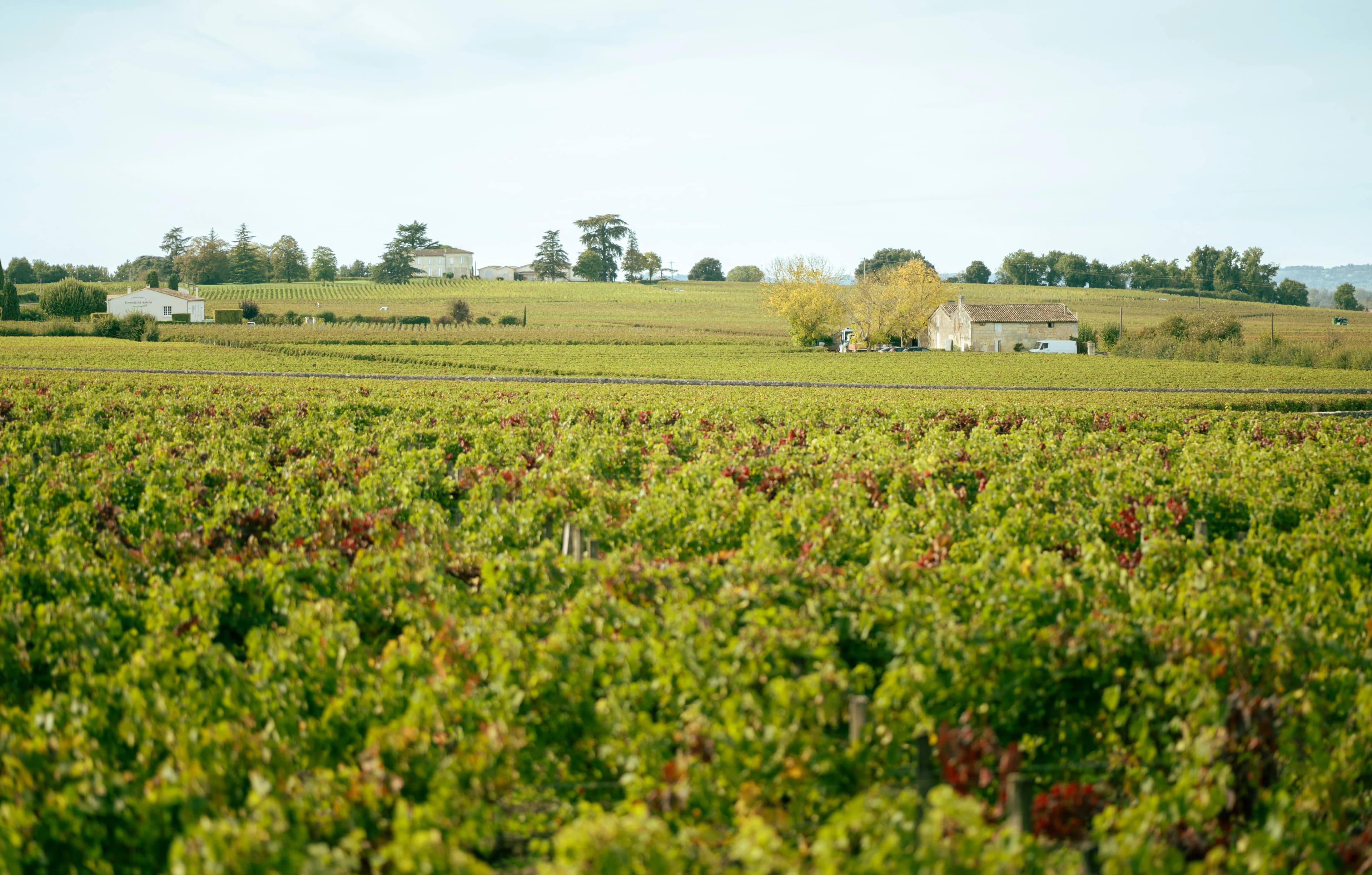 Weinberge von Bordeaux und Saint-Émilion, Frankreich