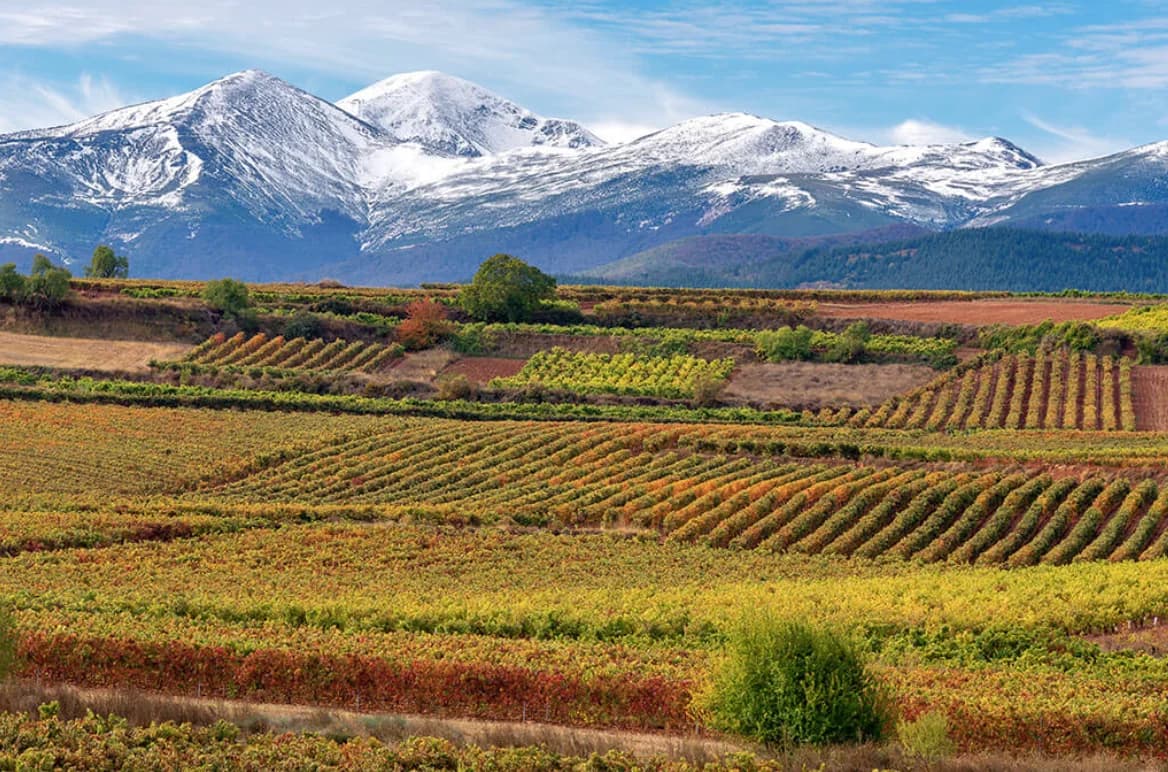 Weinberge von La Rioja, Spanien