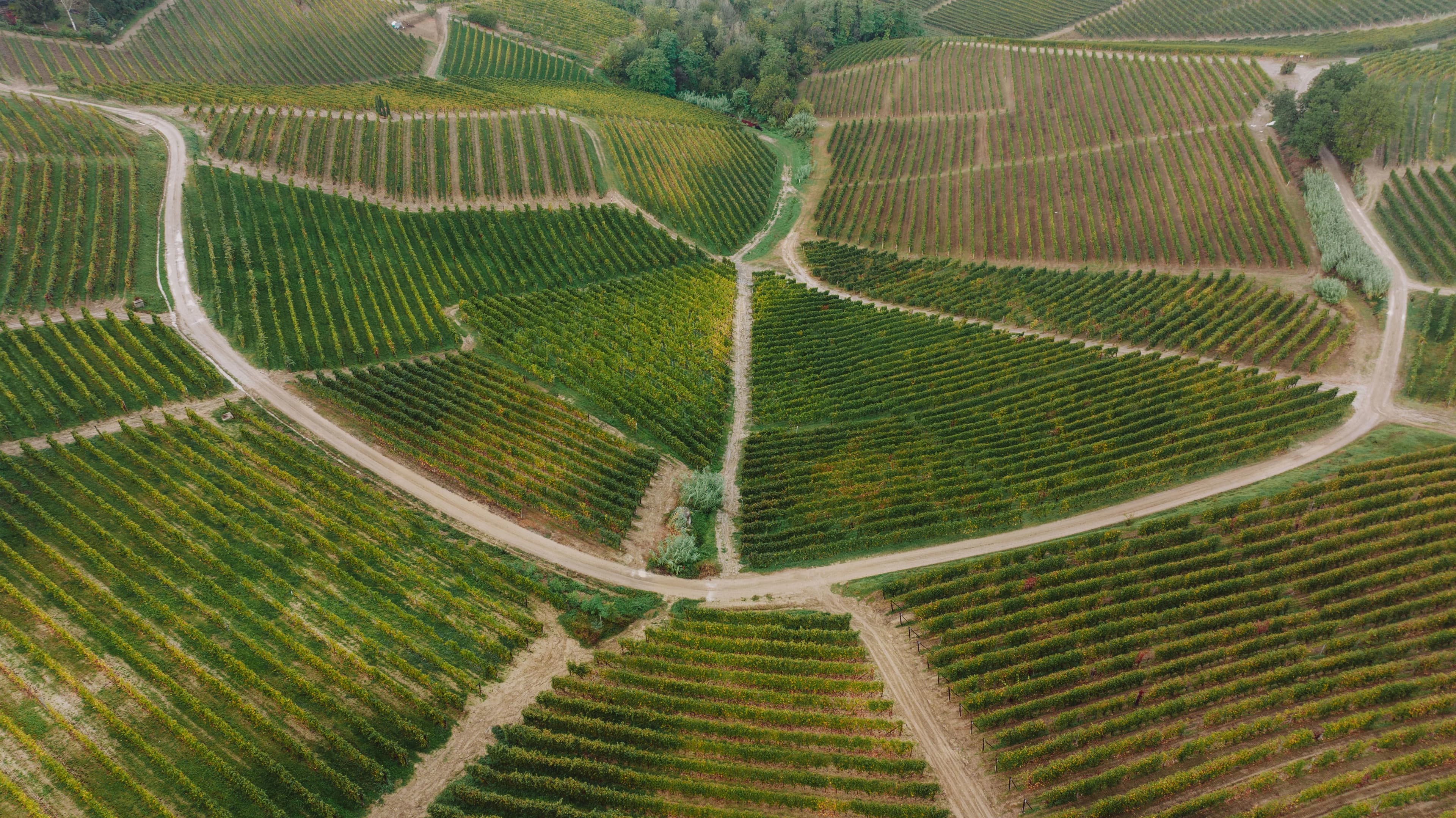 Weinberge des Piemont, Italien