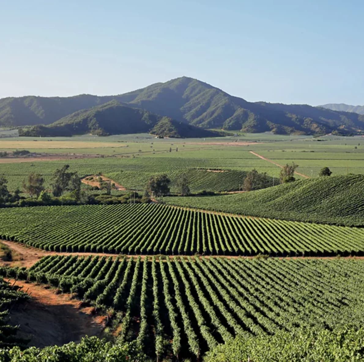Chilenische Weinberge, Chile